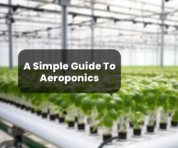 A Simple Guide To Aeroponics