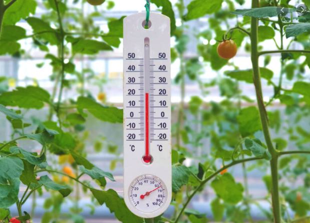 How temperature affects plant growth