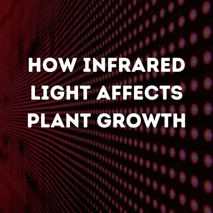 How Infrared Light Affects Plant Growth