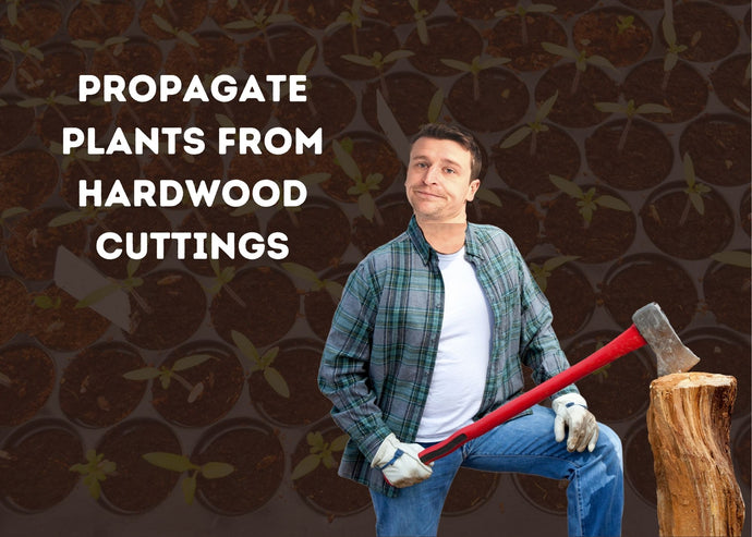 How to propagate plants from hardwood cuttings