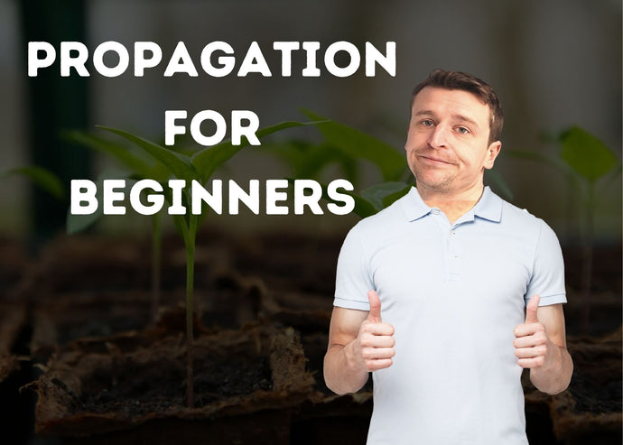 Hydroponic Plant Propagation for Beginners