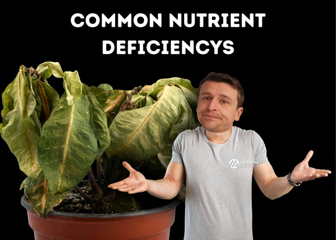 Common nutrient deficiencies in plants