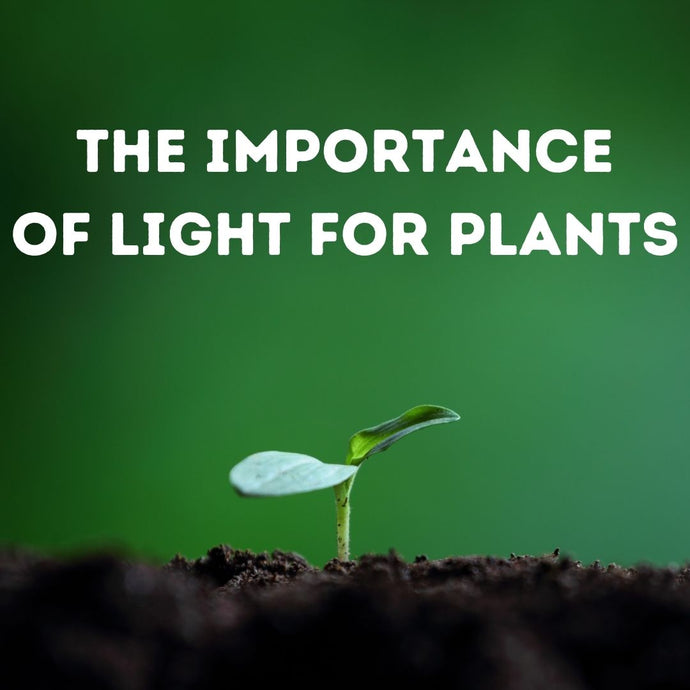 Grow Lights and Plant Growth