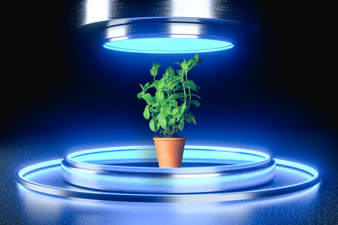 What is blue light and how does it affect plant growth