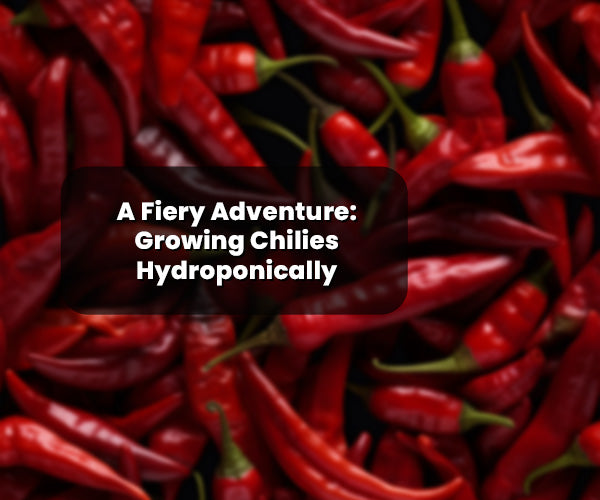 A Fiery Adventure: Growing Chilies Hydroponically