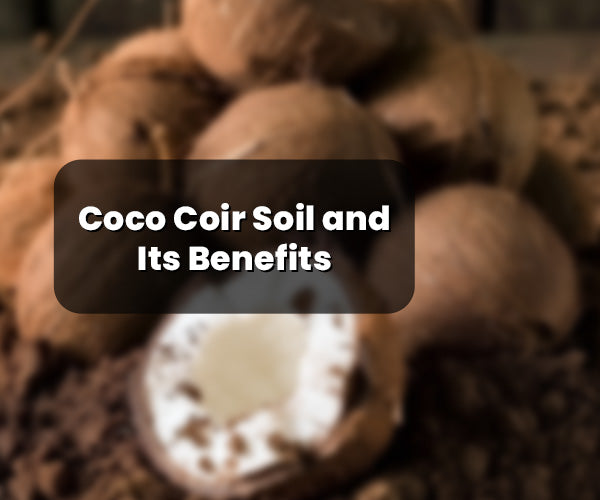 Coco Coir Soil and Its Benefits
