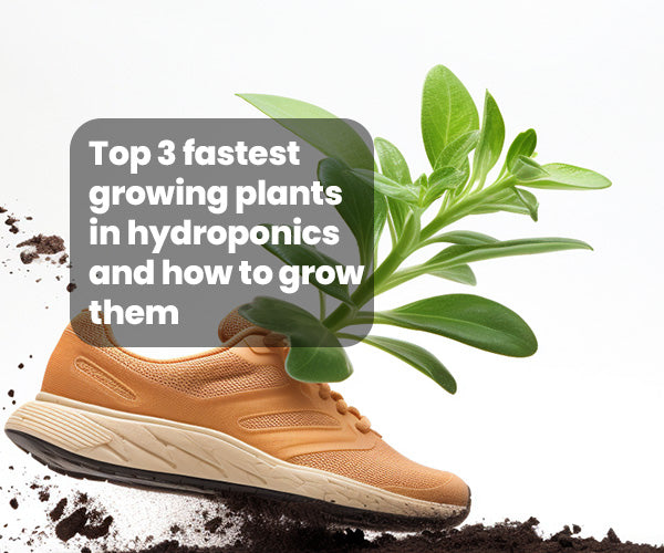 3 fast growing plants in hydroponics and how to grow | Herbal House