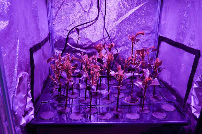 What To Consider Before Buying Your Grow Tent