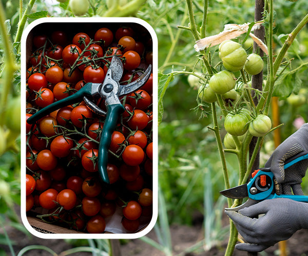 Step by Step: How to prune tomato plants