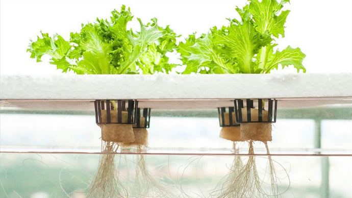Introduction To Hydroponic Water Culture Systems