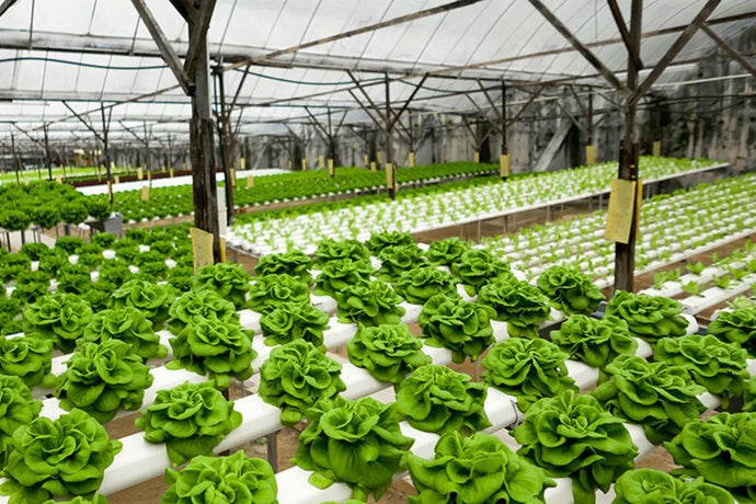 How Hydroponics Is Literally Growing Sustainability