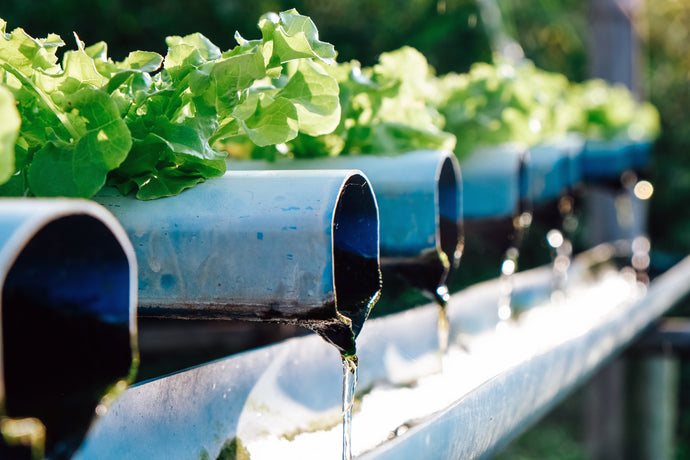 How Hydroponics Helps The Living Planet