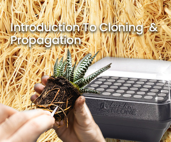 Introduction to Cloning and Propagating plants