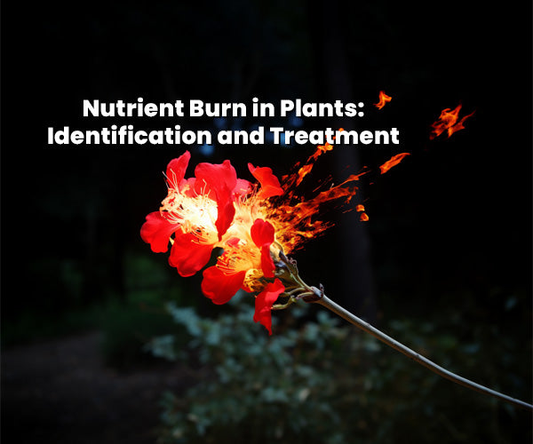 Nutrient Burn in Plants: Identification and Treatment