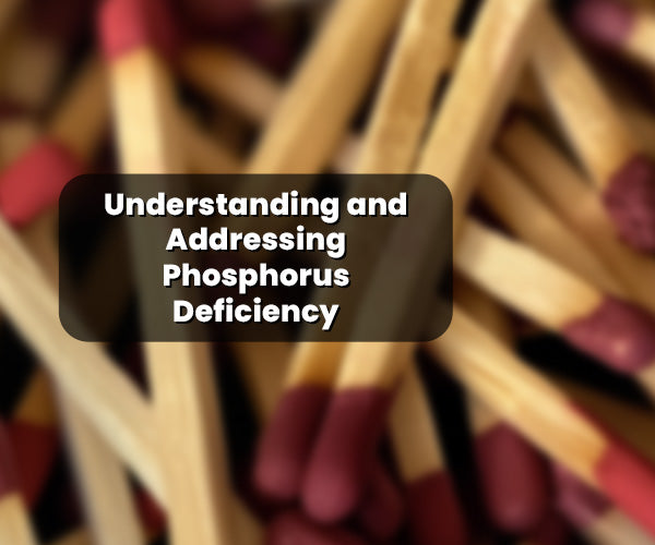 Understanding and Addressing Phosphorus Deficiency In Plants