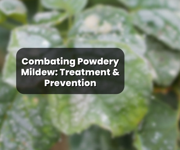 Battling Powdery Mildew: Treatment & Prevention