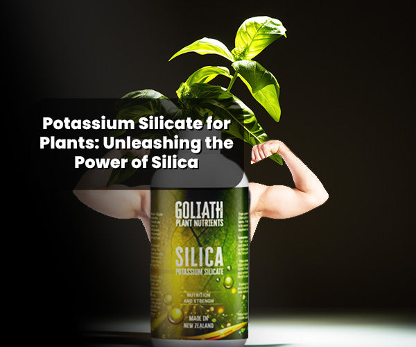 Potassium Silicate for Plants: Unleashing the Power of Silica